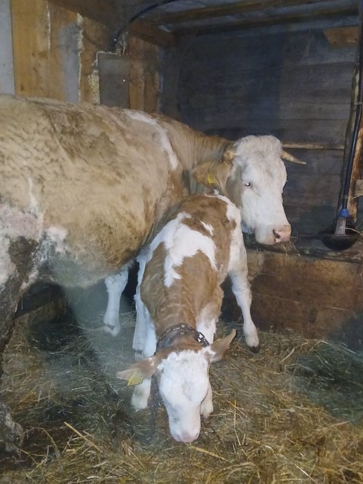 Vând juninca fătat de doua luni