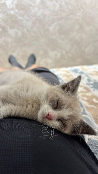 Котенок мальчик в добрые руки