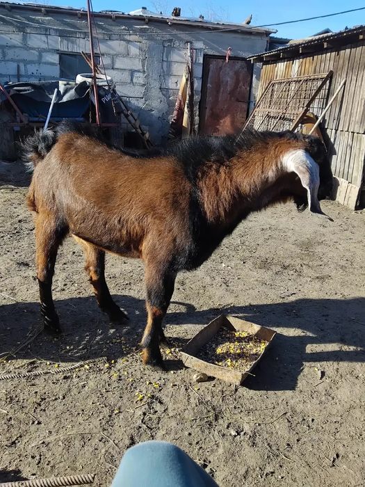 Țap anglonubian de vânzare