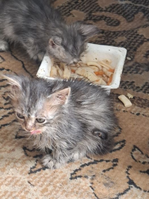 Отдам котят в добрые руки.