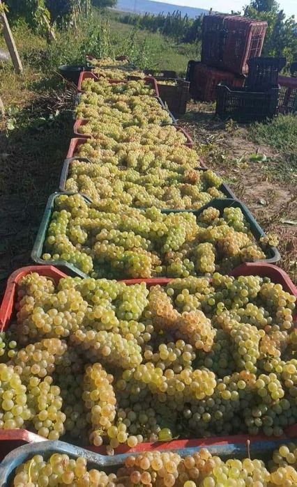 Struguri pentru vin