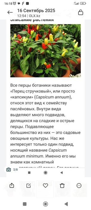 Перчик комнатный