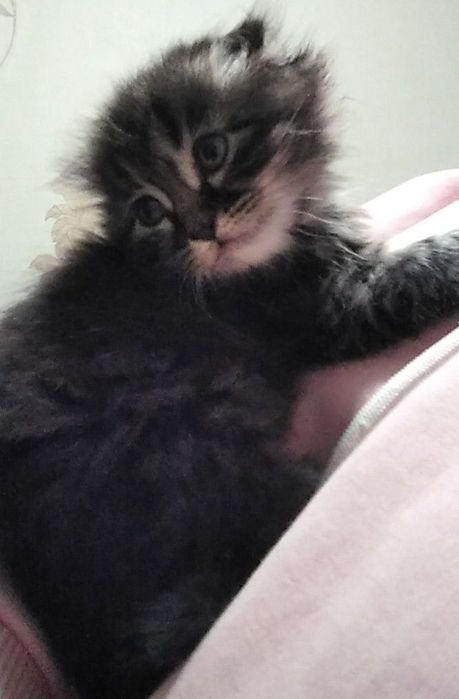 Котята сиамский и веслоухий