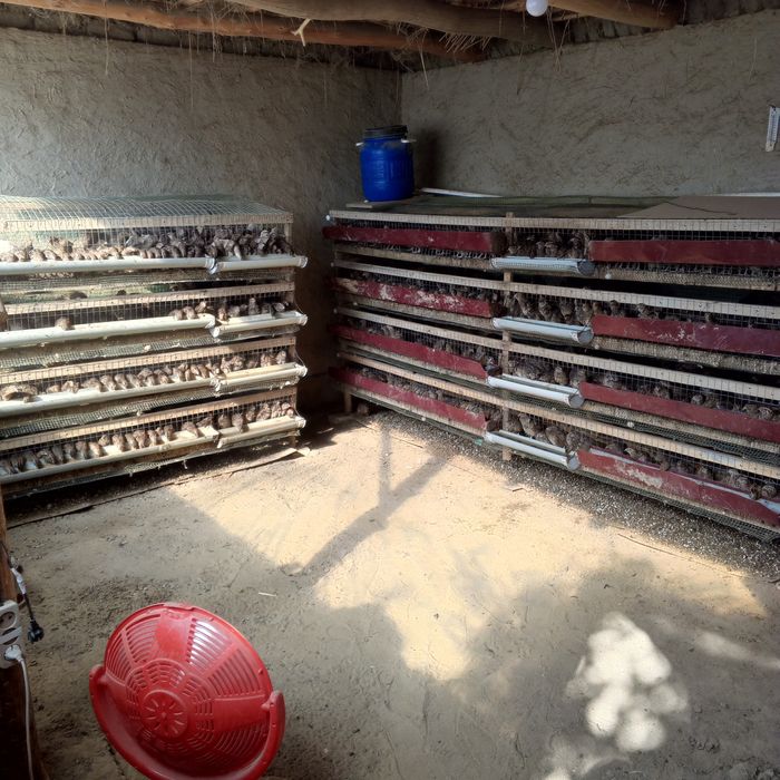 Бедоналар манжуд