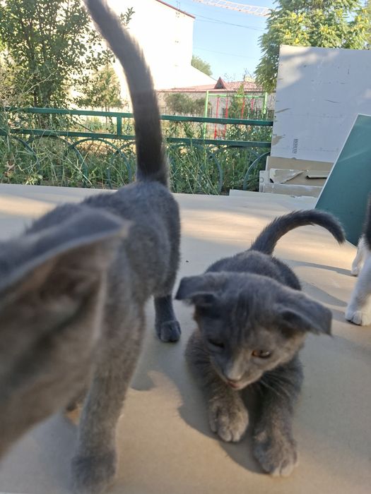 Котята отдам в хорошие руки...