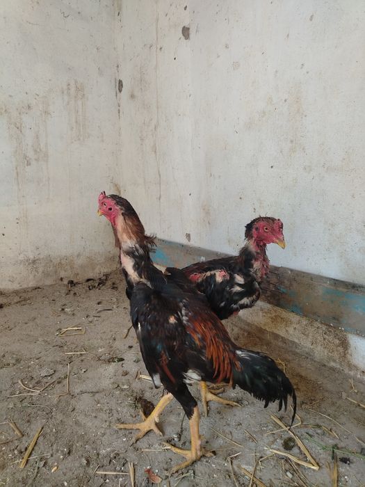 Dakang xo'rozla sotiladi