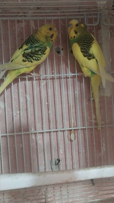 1.ta qafasi bilan 2dona papugay 200ming sum