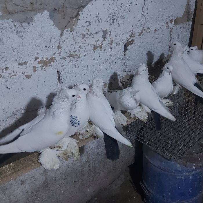 Чернахвосты лет с игрой  обрезные