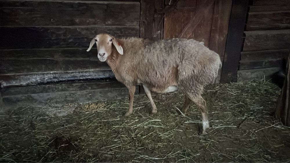 Продам гисар 370000