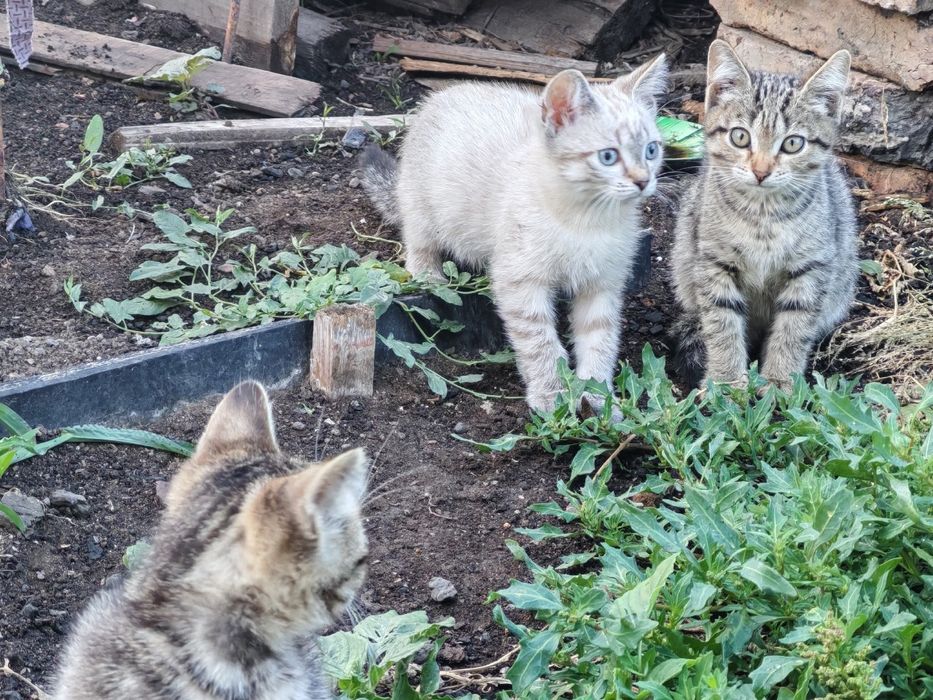 Дарю котят С ДОСТАВКОЙ