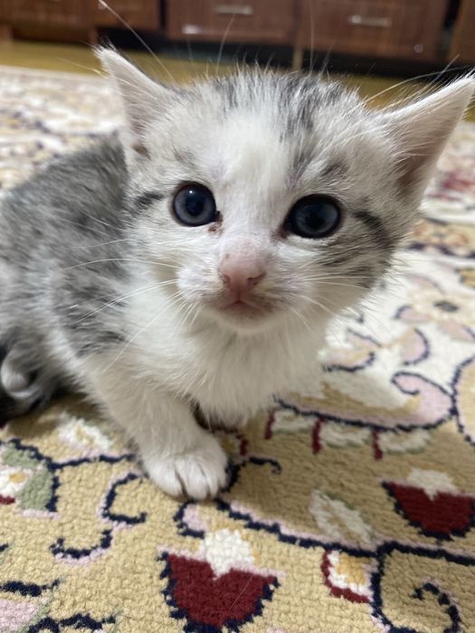 Кот шотладский прямоухи
