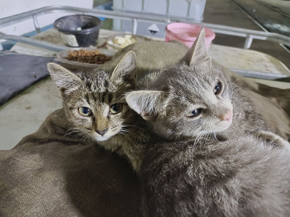 Отдаю котят в хорошие руки.