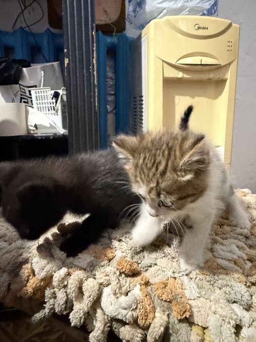 Котята в добрые руки бесплатно