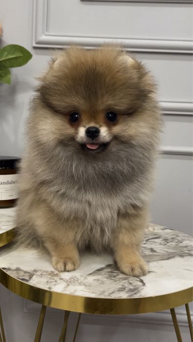 Мальчик мини шпиц