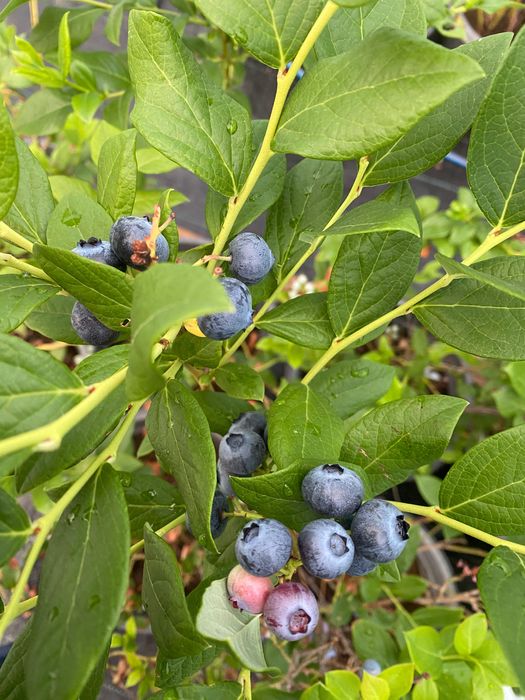 Голубика плодоносящая 5 лет кусты.