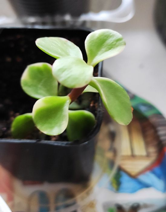 Продам суккуленты(укоренённые отростки)