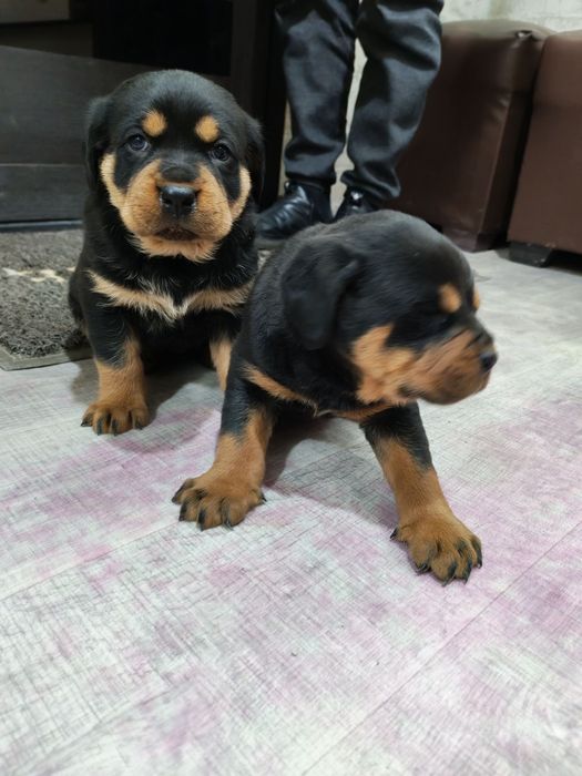 Продаются щенки ротвейлера
