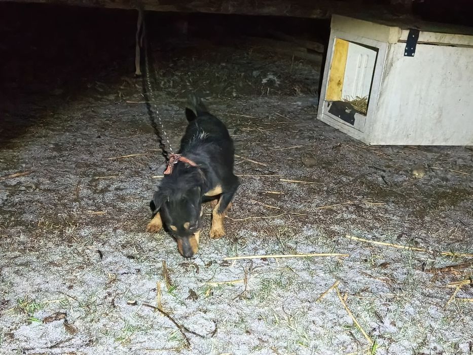 Ягдтерьер сатыладв