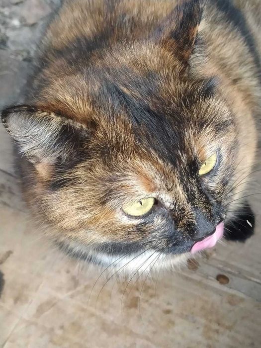 Кошечки в добрые руки