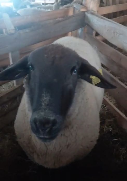 Berbec de rasă Sulffok de 2 ani