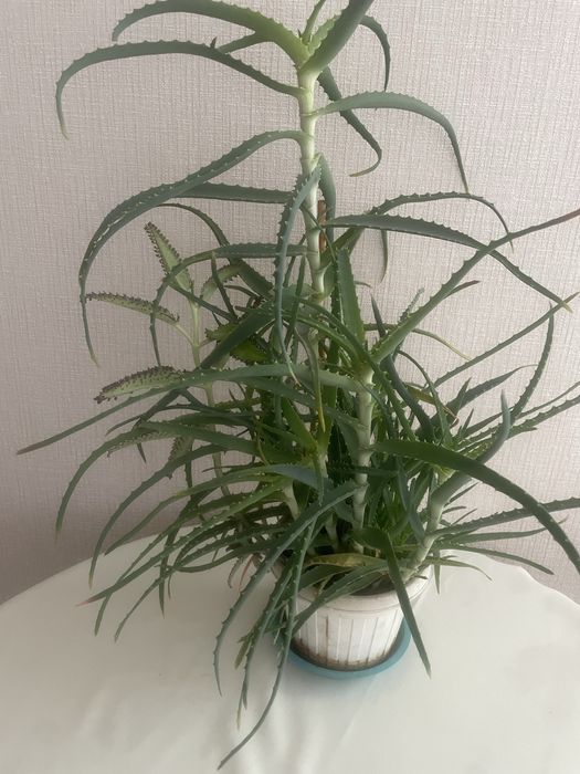 Комнатное растение, алоэ