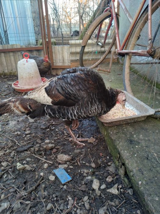 Vând curcă împreună cu pui săi