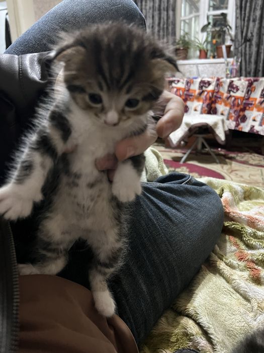 Продается Вислоухохий скотиш фолд