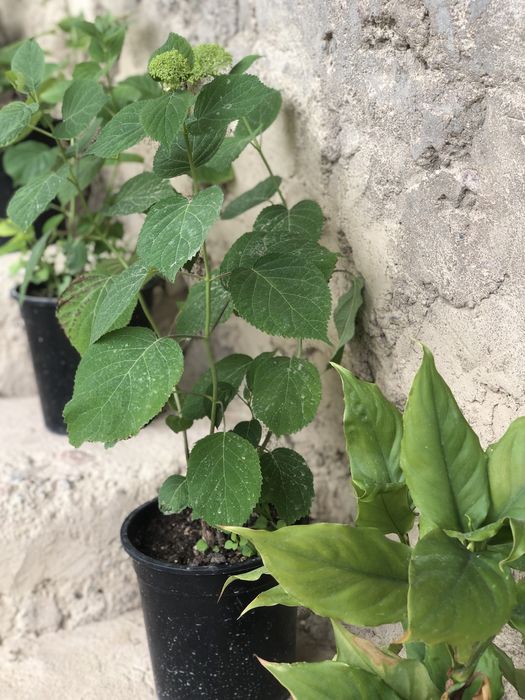 Oq Gartenziya gul