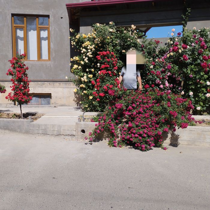 Атиргул 40 огайни кишгачон гулайдигани