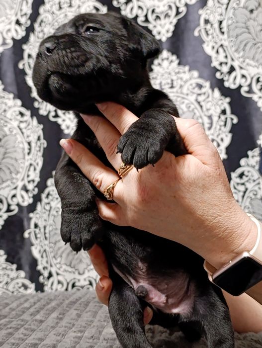 Кане корса продаем