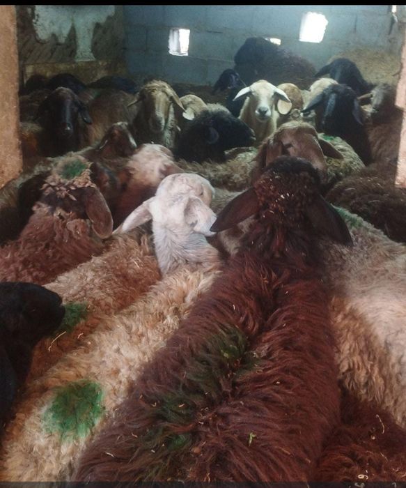 Курдючные бараны