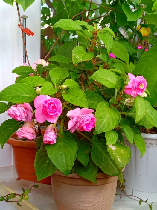 Бальзамы махр, , панданус,   и др,