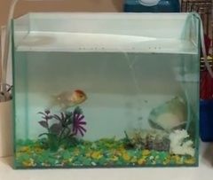 Продам стеклянный прямоугольный аквариум