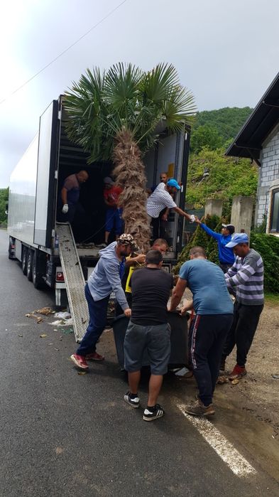 Palmieri trachicarpus fortunei 1.7m 2m 2.5m  4/5m