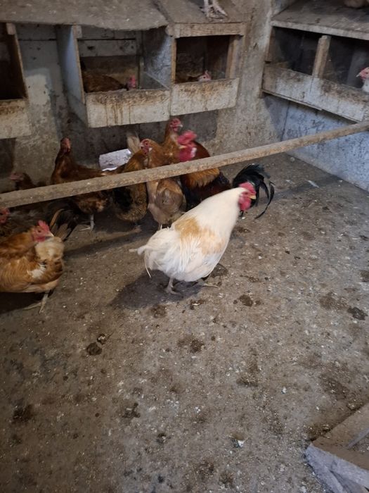 Петух белый домашний