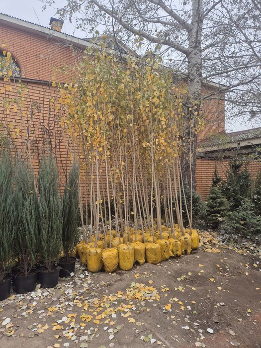 Тополь пирамидальный