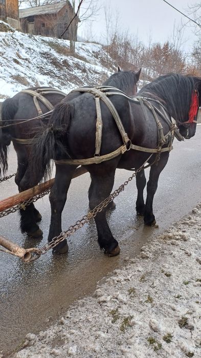 Nicu, mânz de vânzare