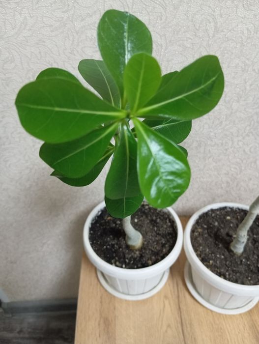 Адениум -цветок пустыни