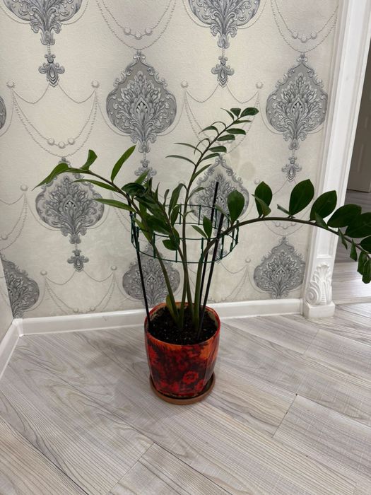 Продать комнатные растения