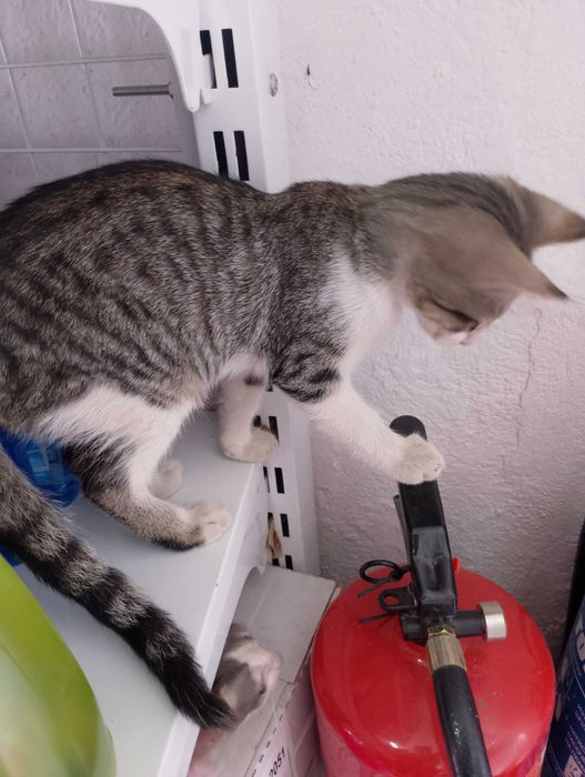 Подарявам малки котета