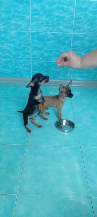 Щенки тойтерьера