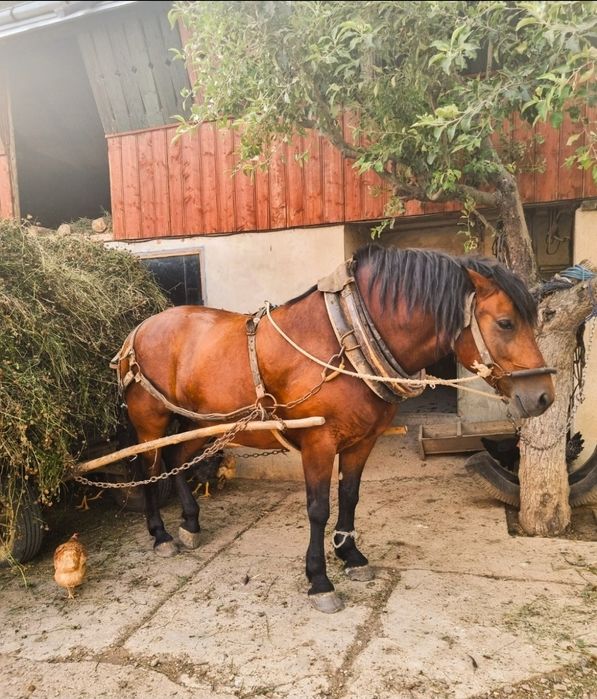 Vând iapă semi-grea, 7 ani