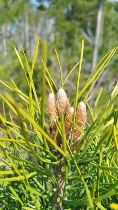 Сосновая шишка экстракт