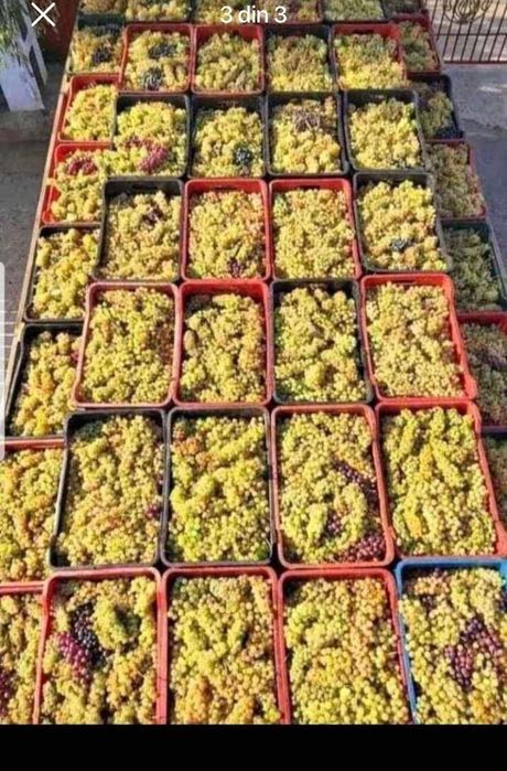 Vând struguri de vin toate soiurile