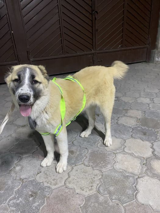 тобет щенок 7,5 месяц