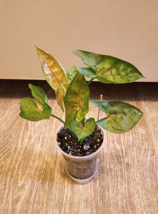 Комнатные растения