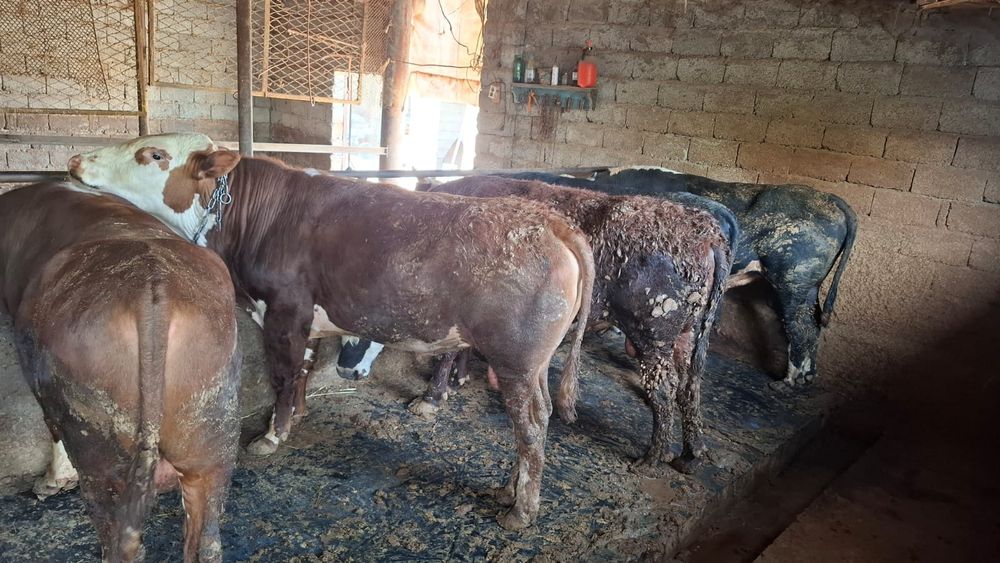 Бычки белоголовые 5голов