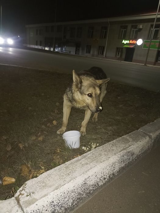 Ищем дом для доброго пёсика!