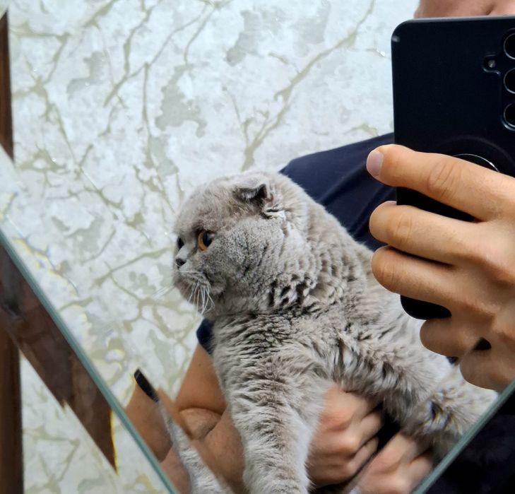 Вязка скоттиш фолд мальчик чистокровный