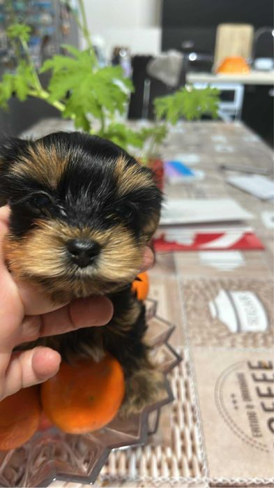 Йоркширски териер гр.Варна